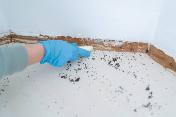 Best Termite Inspection and Treatment  in Central Heights Midland City, AZ